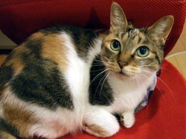 足立区・荒川区・葛飾区・台東区のペットシッター ミミ